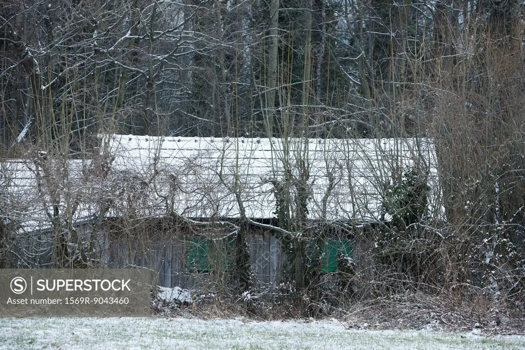 Shed obscured by bare trees in winter