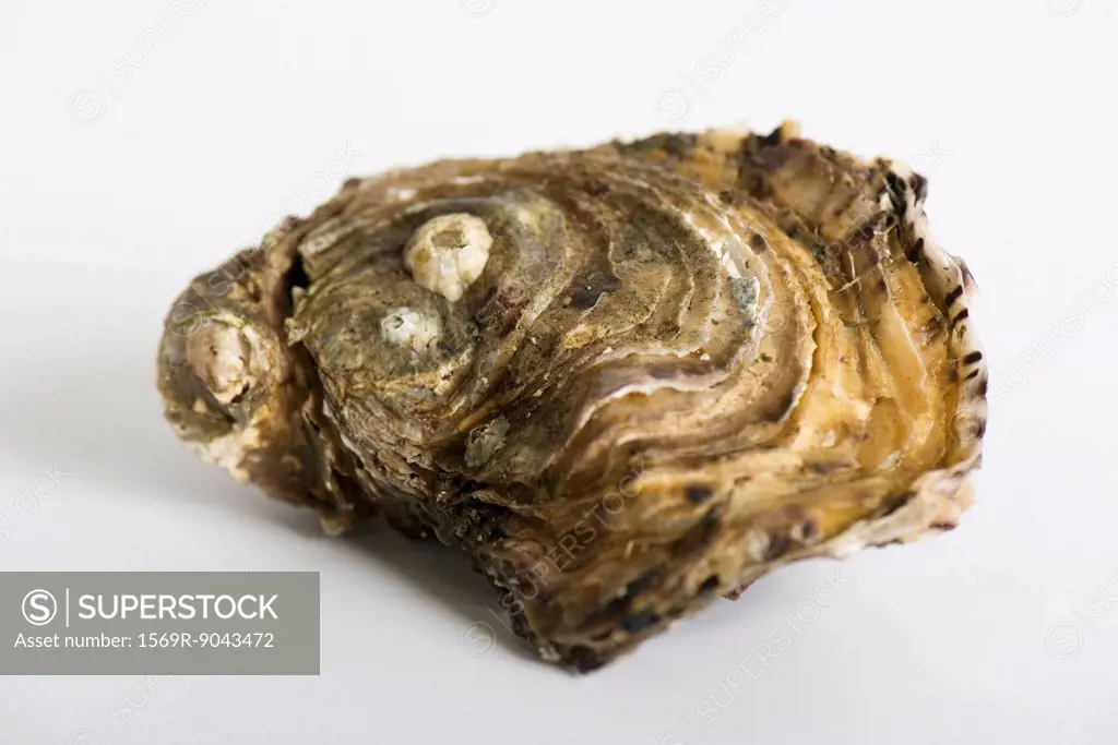 Fresh raw oyster