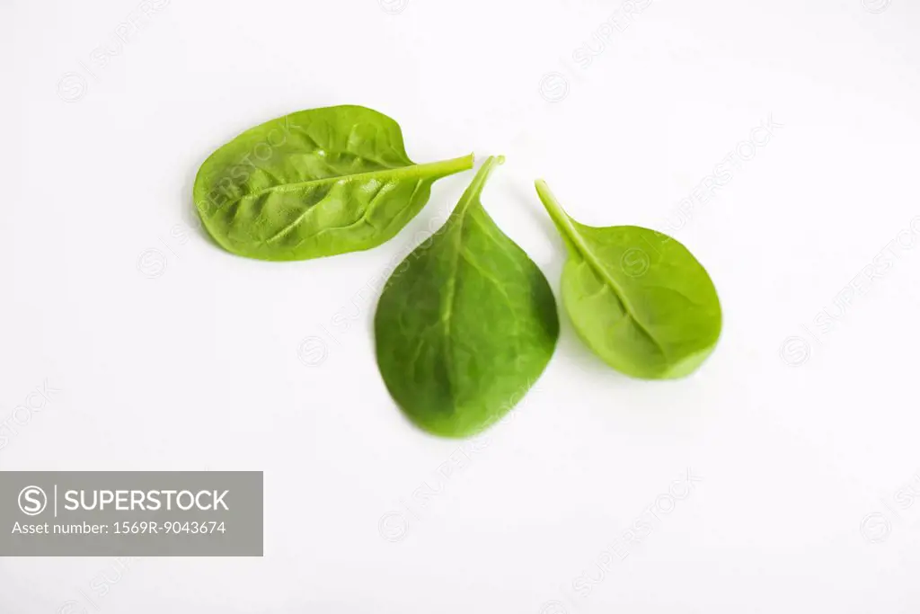 Fresh baby spinach