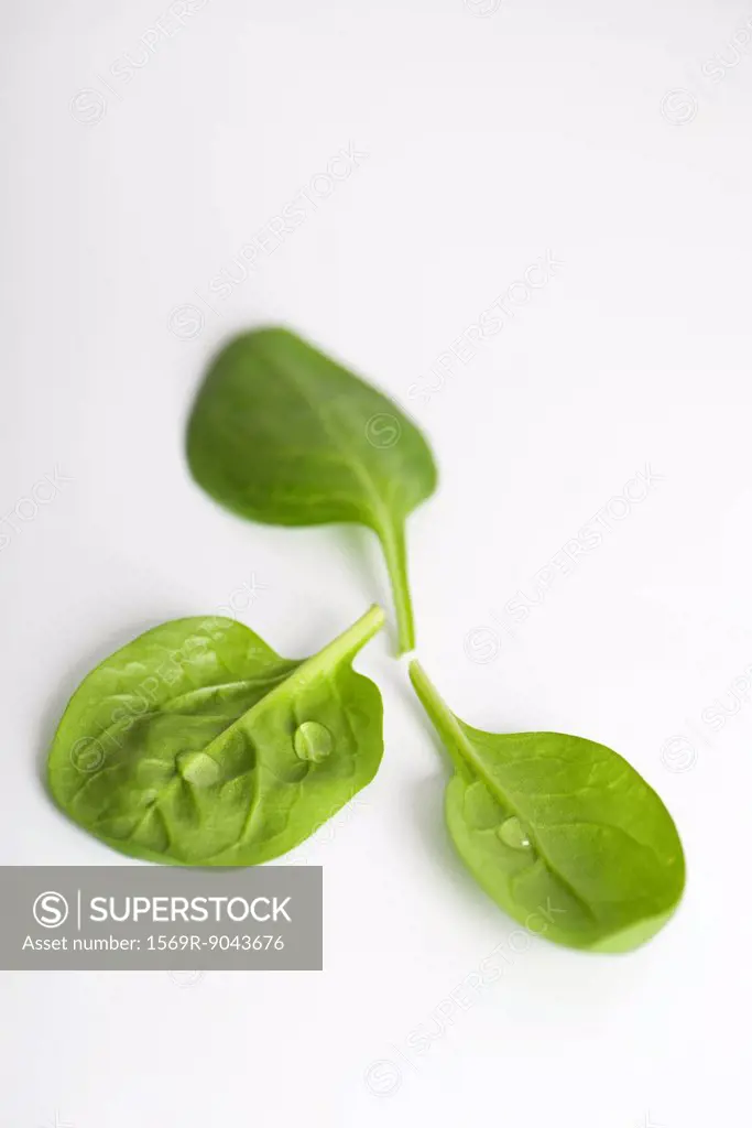 Fresh baby spinach