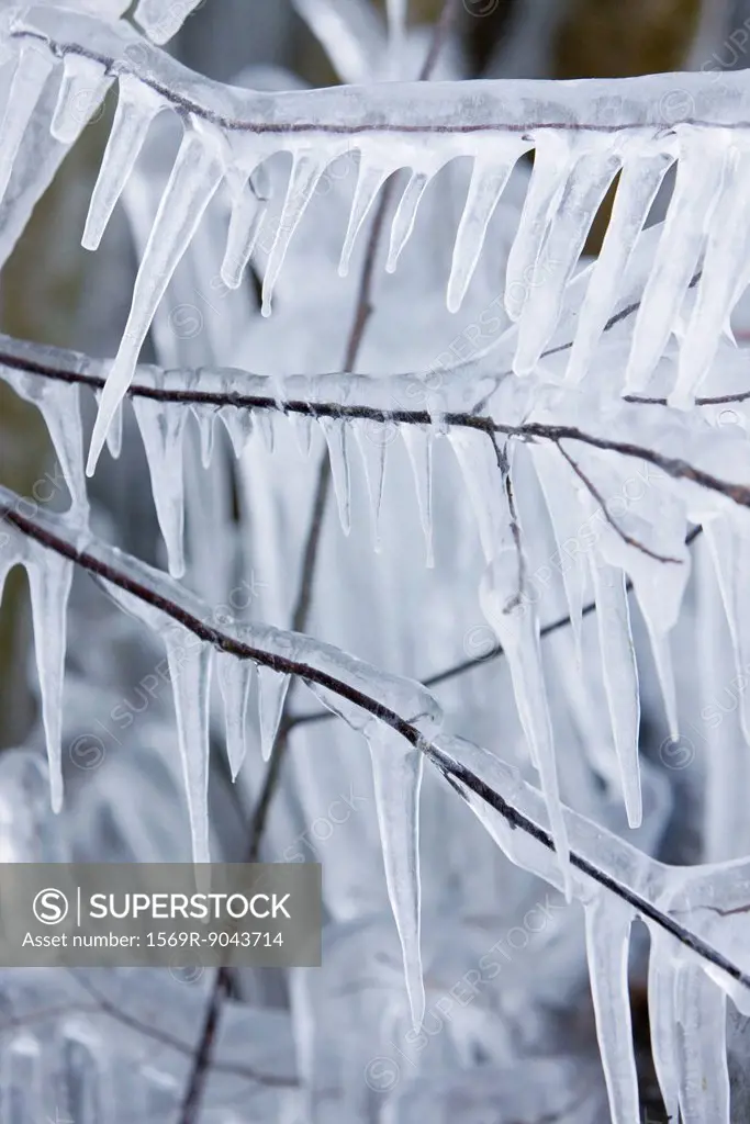 Icicles hanging from branches