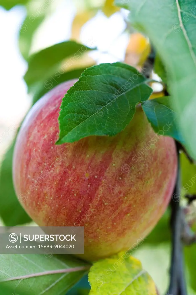 Apple growing on branch
