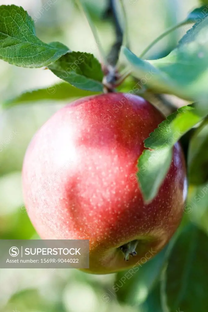 Apple growing on branch