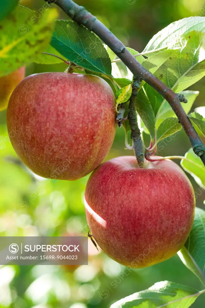 Apples growing on branch