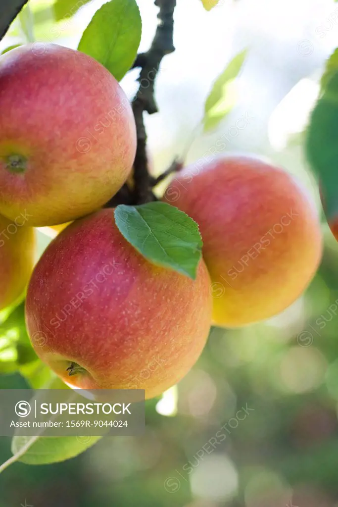 Apples ripening on branch