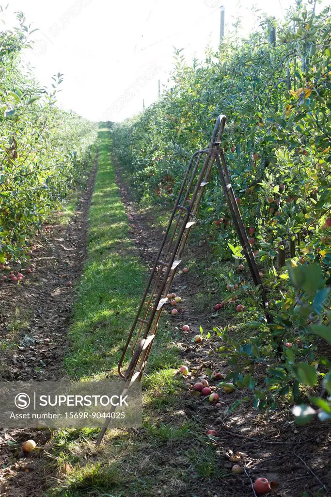 Apple orchard at harvest