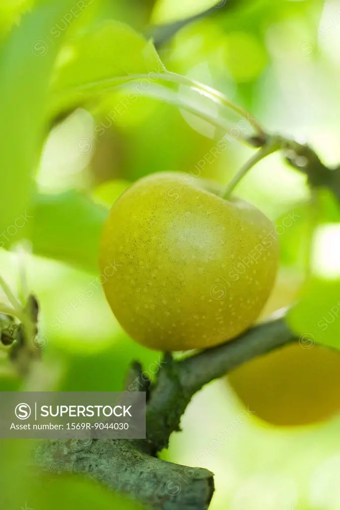 Apple ripening on branch