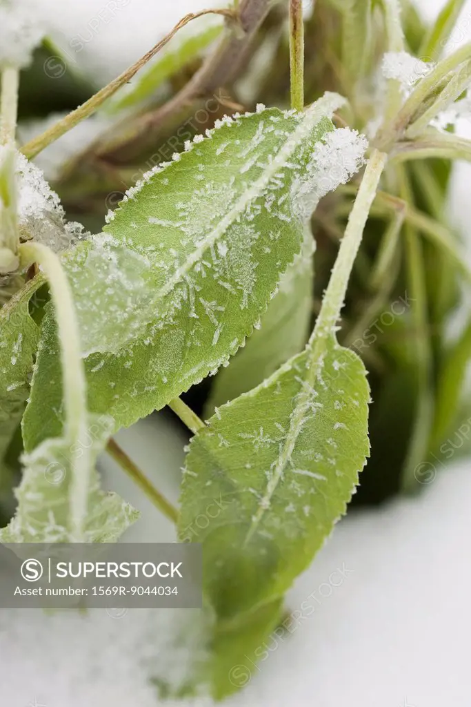 Sage plant frosted with snow
