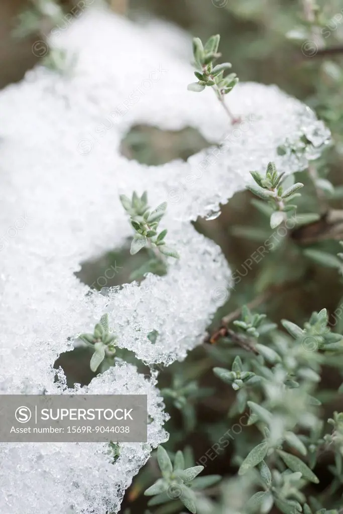 Snow on branches of thyme plant