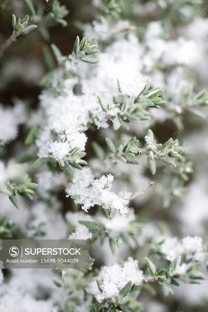 Snow frosted branches of thyme plant