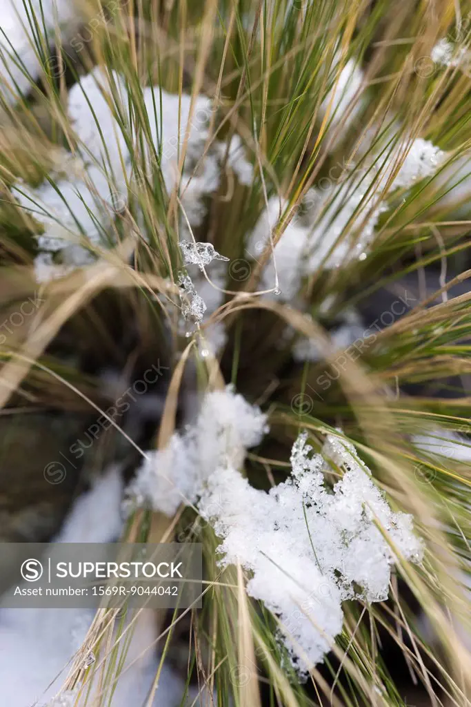 Snow frosted stalks of tall grass