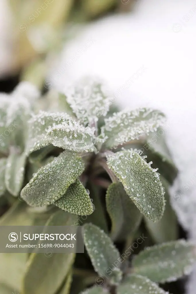 Frosted leaves of sage plant