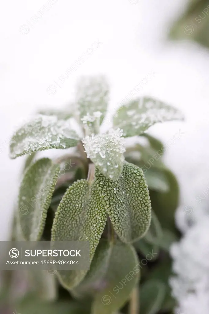 Frosted leaves of sage plant