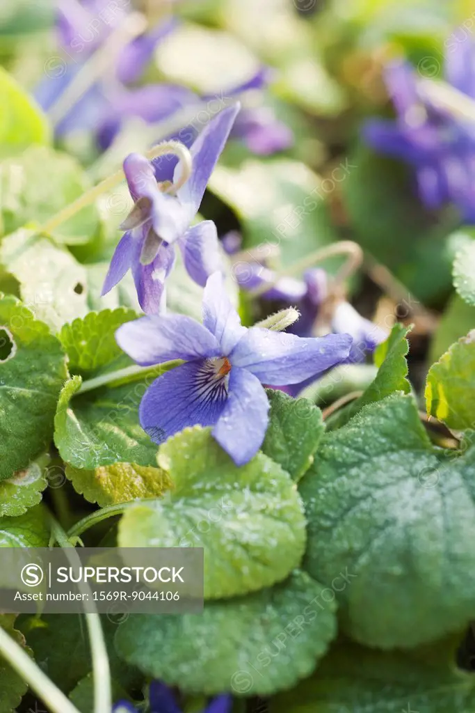 Flowering violet