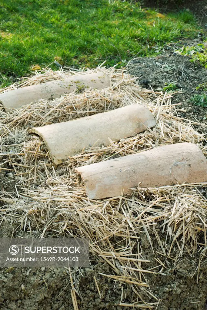 Planted garden covered with straw