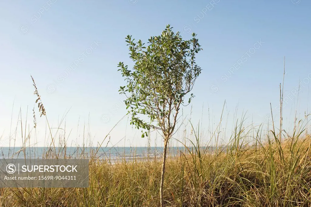 Solitary tree growing near water´s edge