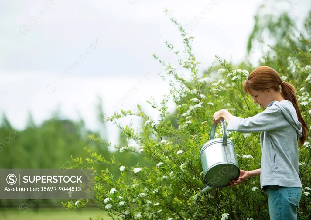 Girl watering shrub with watering can