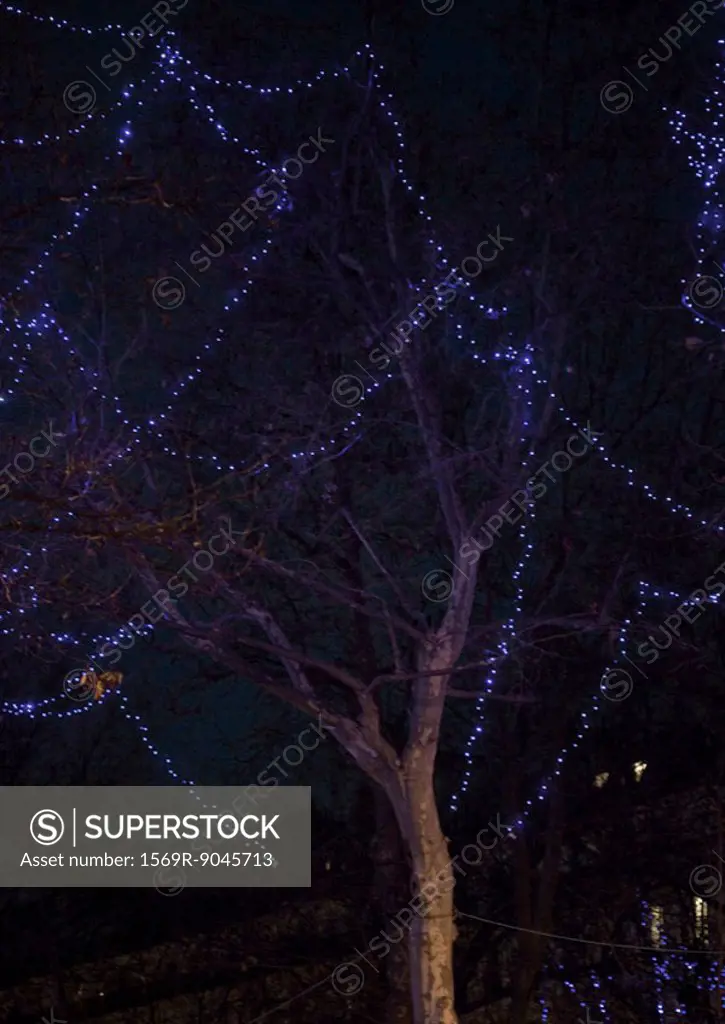 Tree with christmas lights