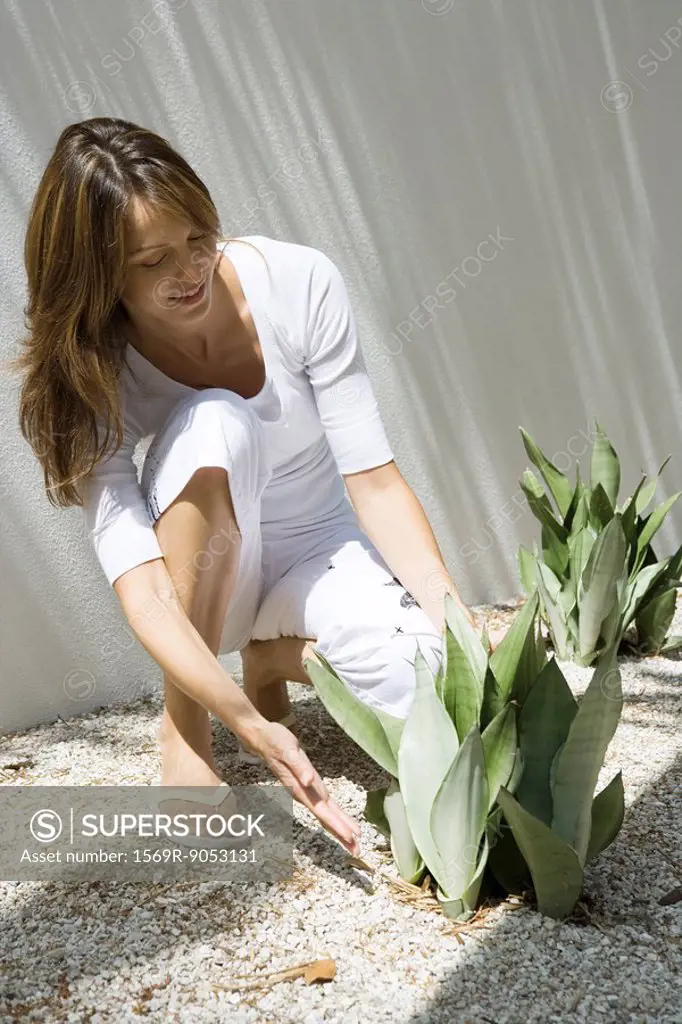 Woman crouching to touch snake plant sansevieria trifasciata, full length