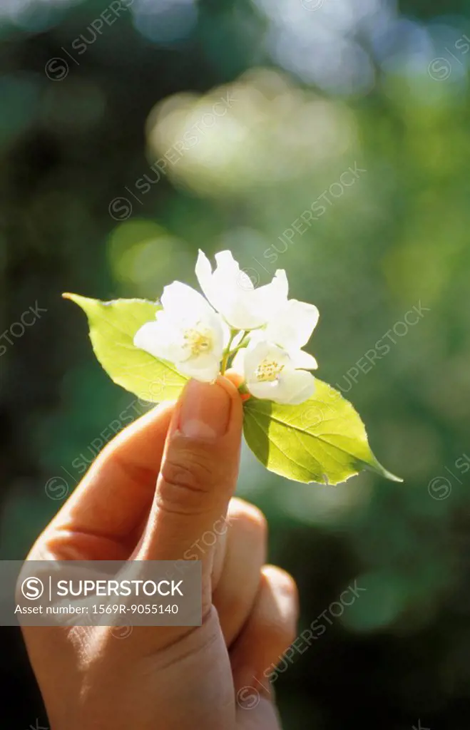 Hand holding up flower blossoms and leaves in sunlight
