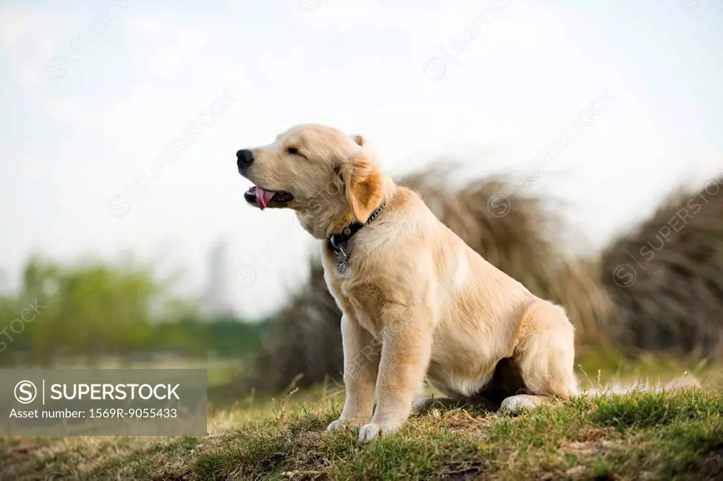 Golden retriever puppy panting