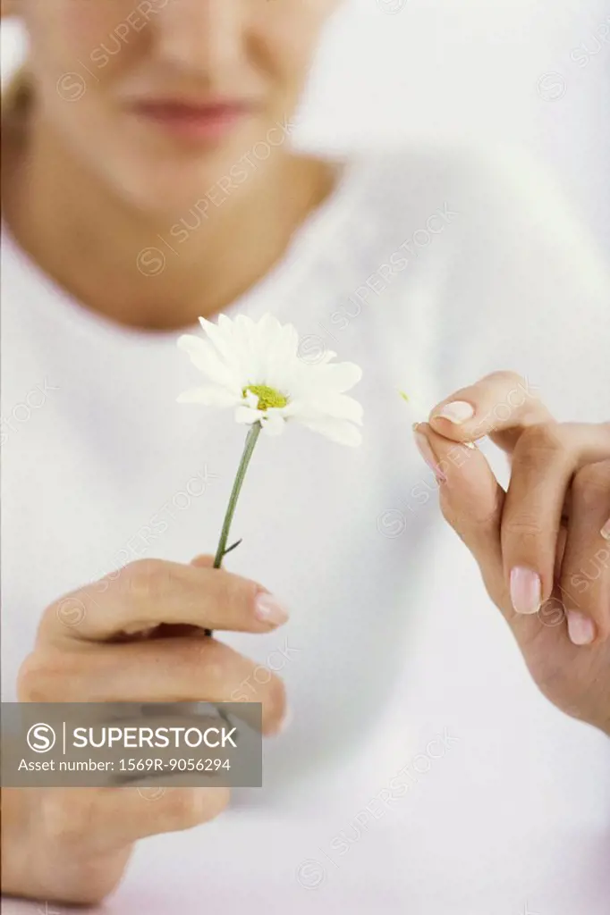 Woman picking petals off daisy, cropped
