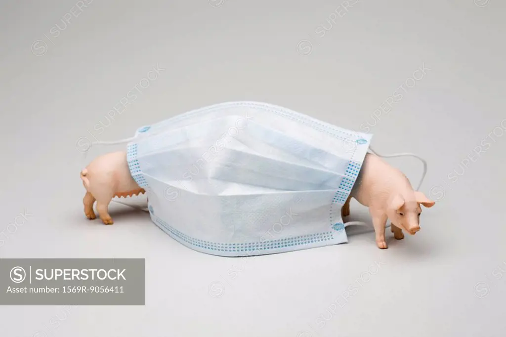 Swine flu concept, flu mask and toy pigs