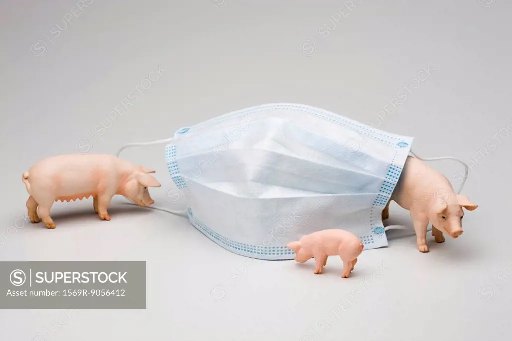 Swine flu concept with flu mask and toy pigs