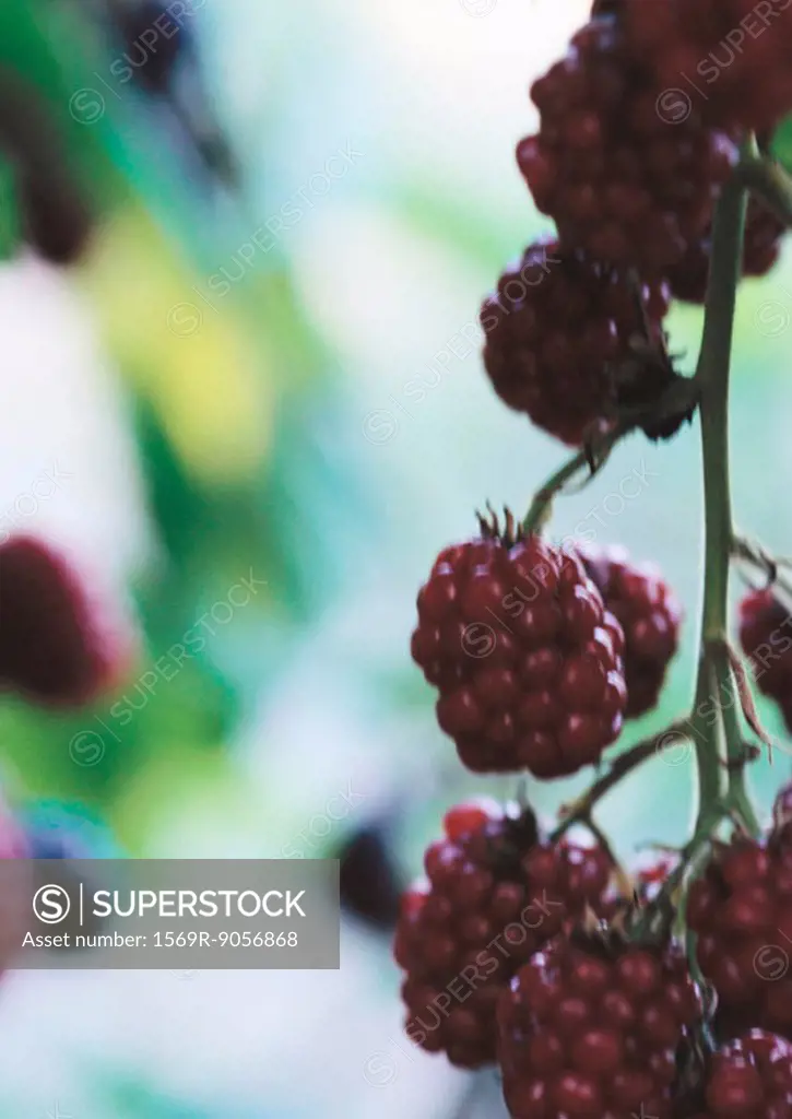 Unripe blackberries