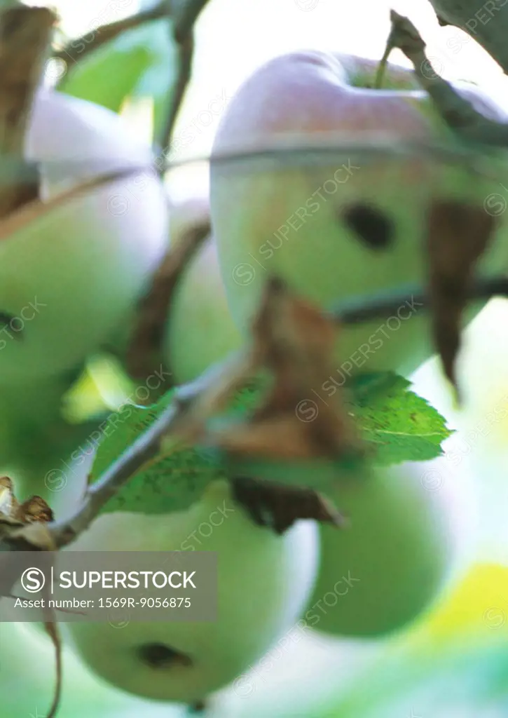 Apples growing on tree, close-up