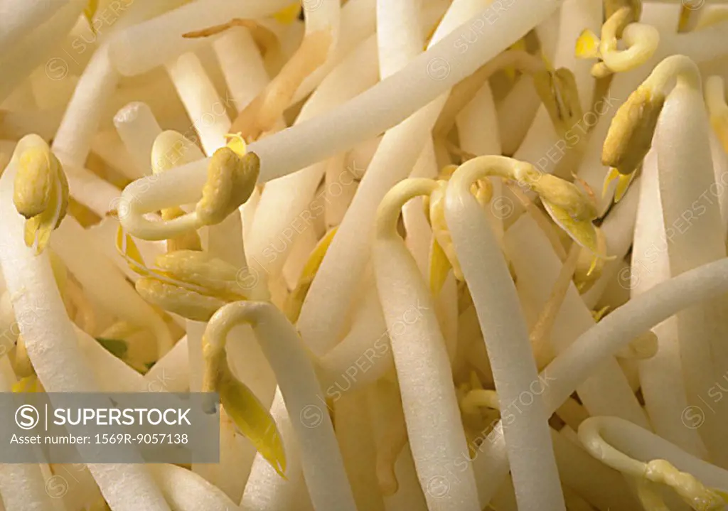 Bean sprouts, close-up