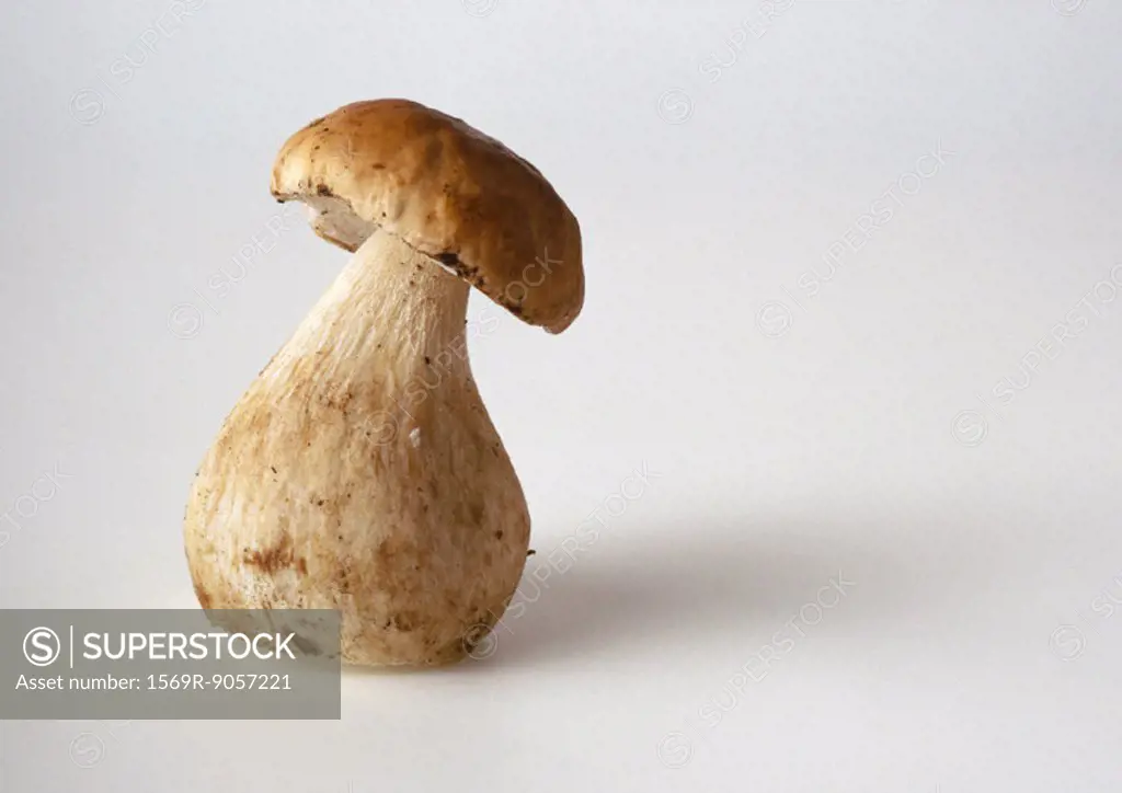 Fresh cep mushroom, close-up
