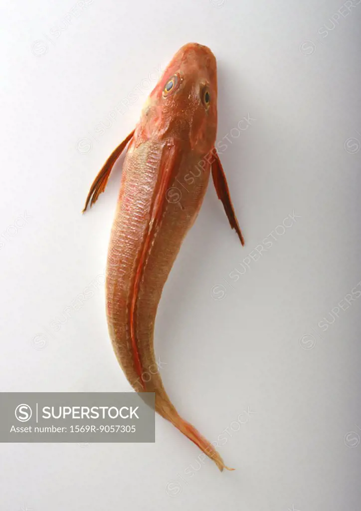 Red mullet on white background, high angle view