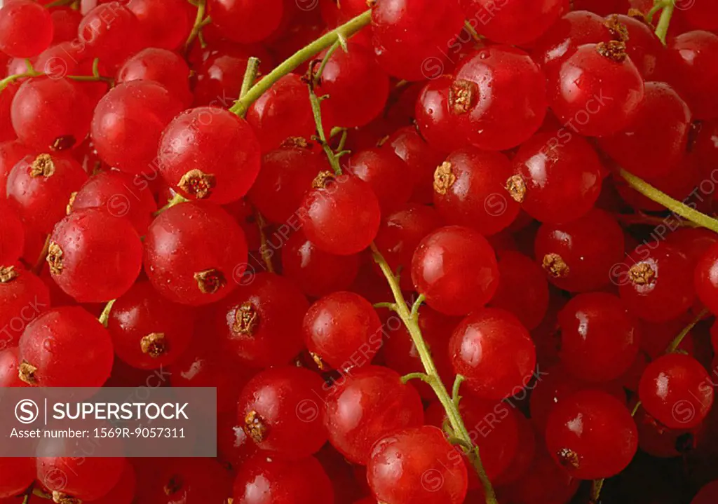 Red currants, extreme close-up
