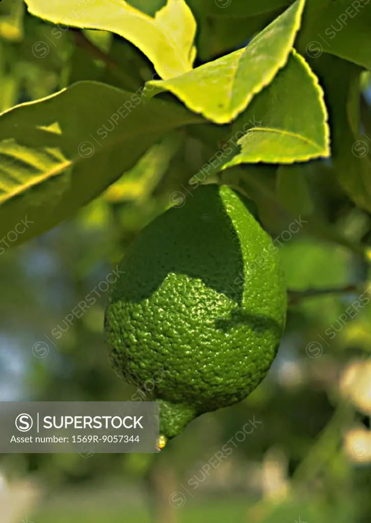Lime hanging on branch of lime tree