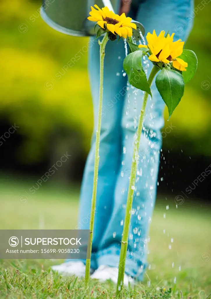 Person watering sunflowers