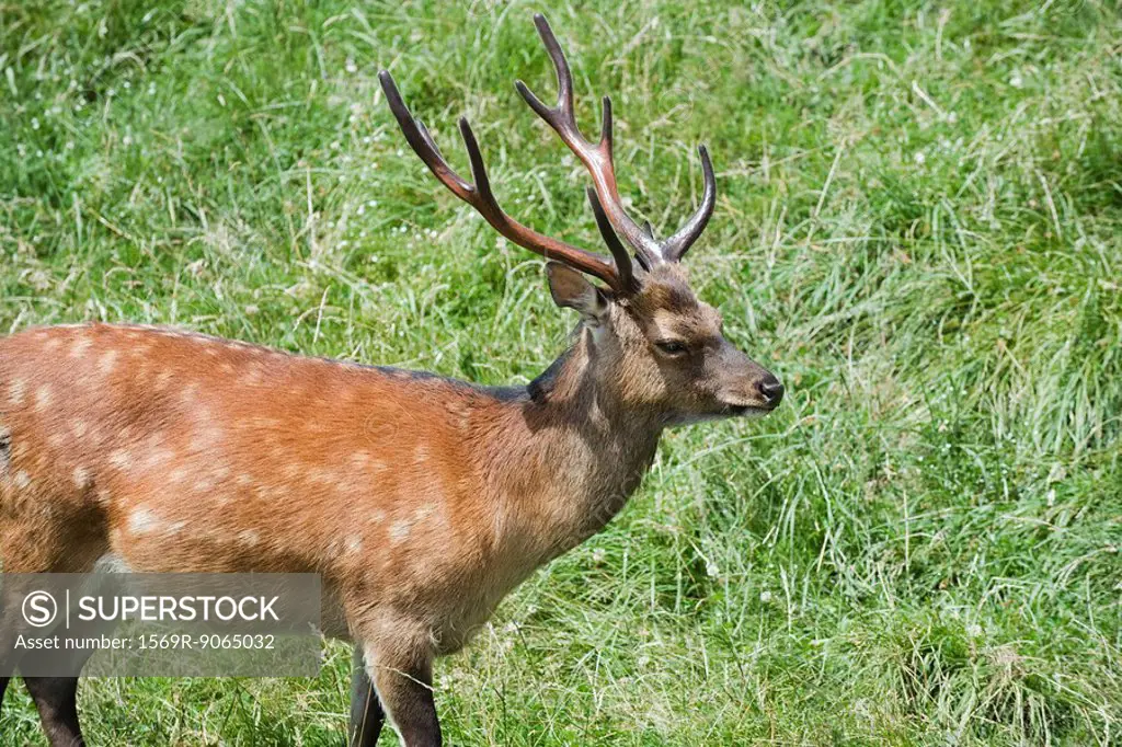 Buck walking on grass