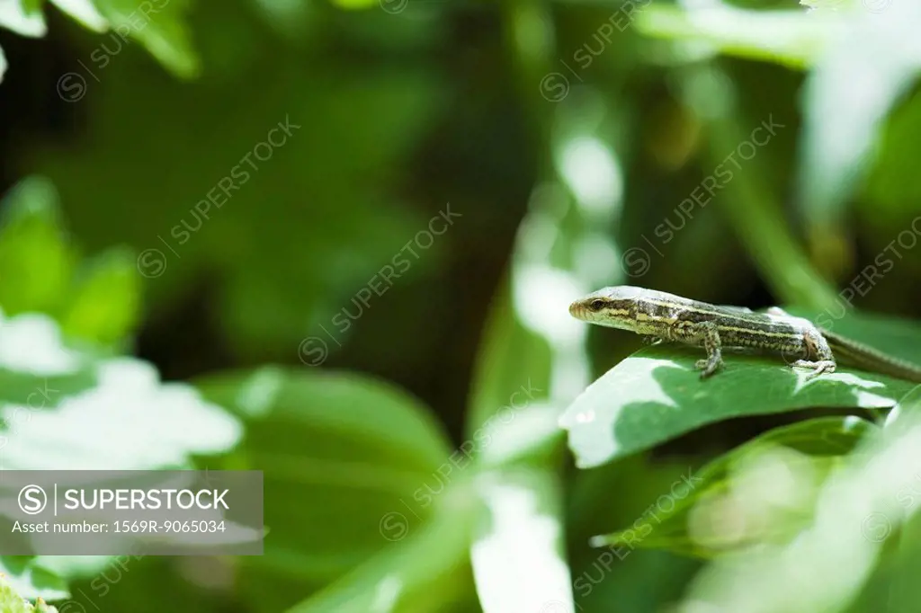 Lizard on leaf