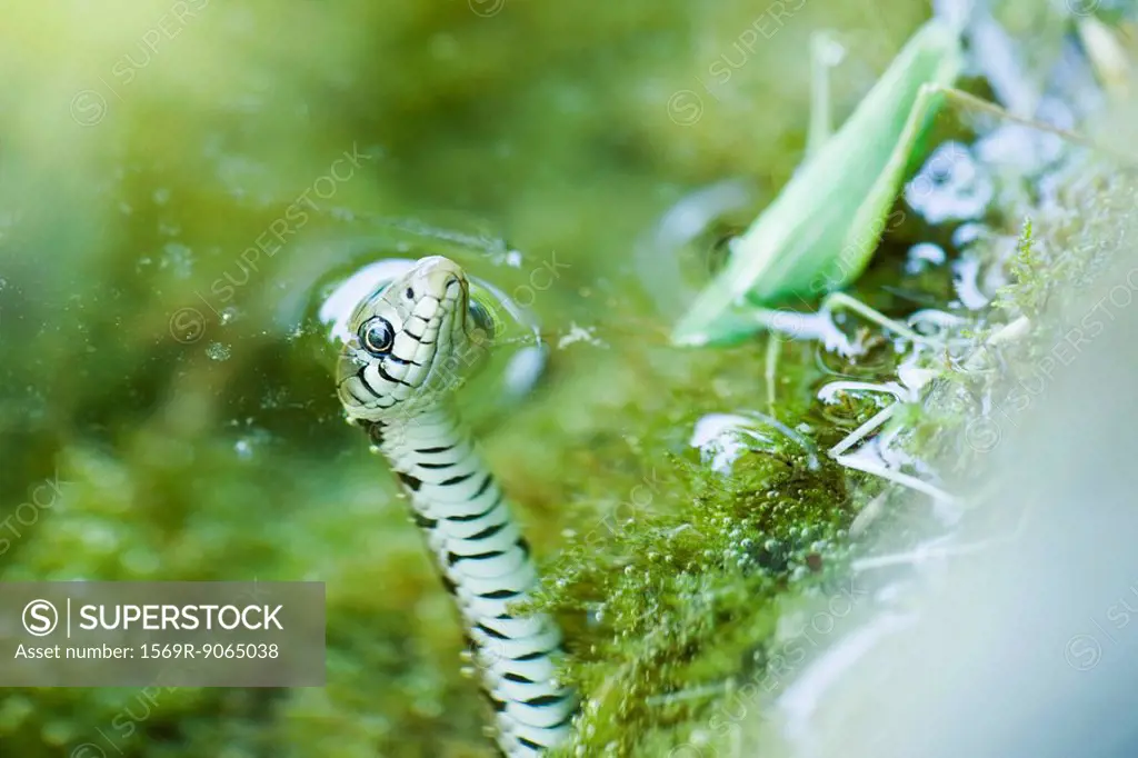 Northern Water Snake Nerodia sipedon hunting grasshopper
