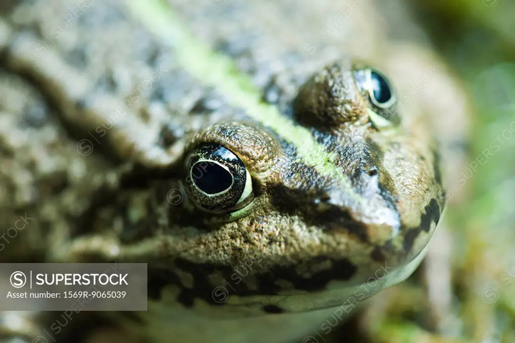 Natterjack toad, close-up