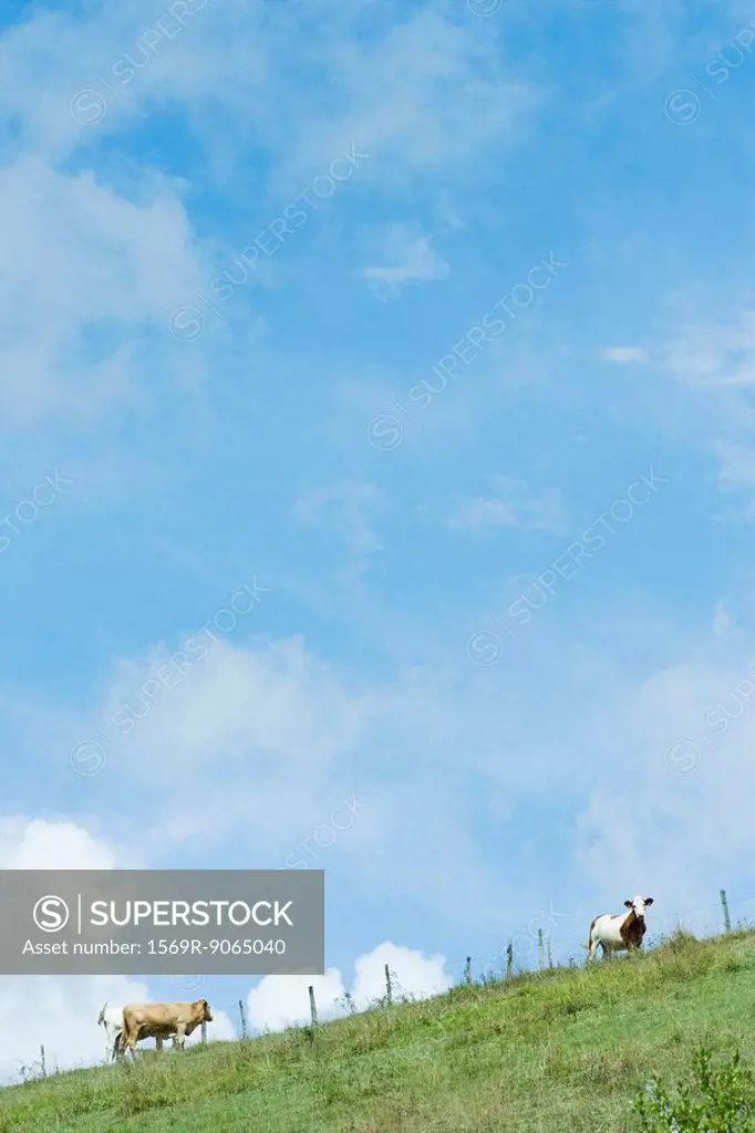 Cows on a hill under cloudy blue sky