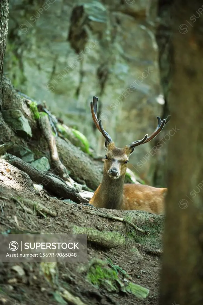 Buck looking over tree roots