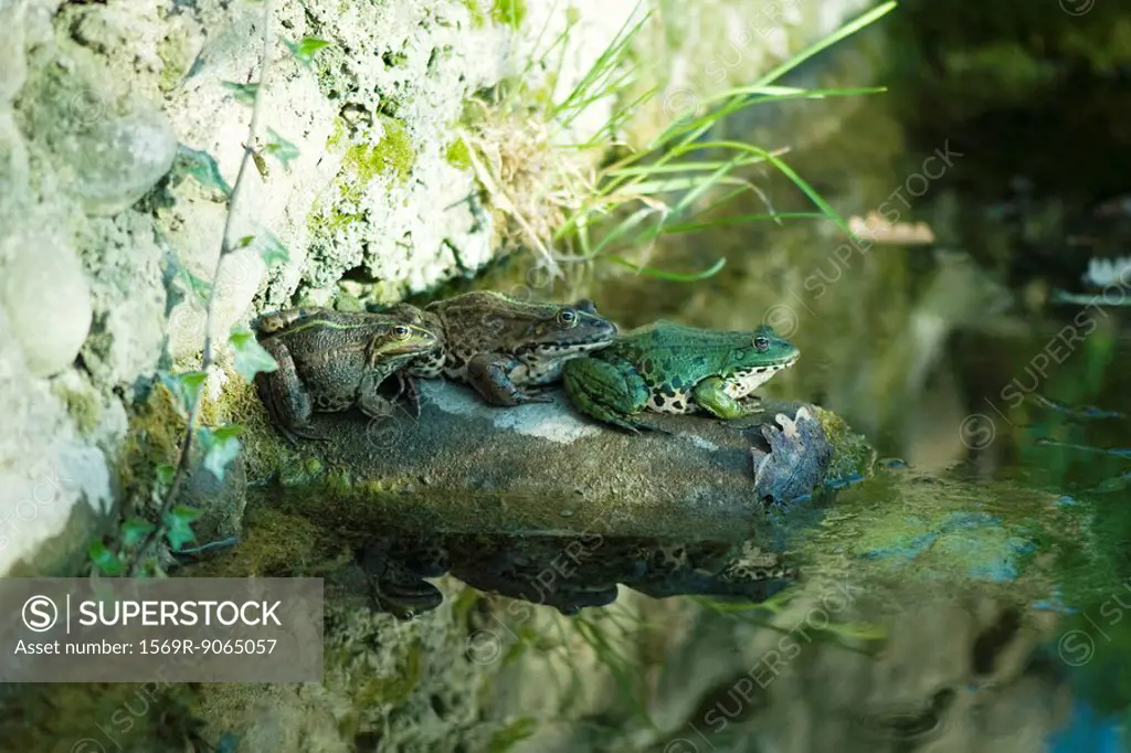 Natterjack toads sitting on rock by pond