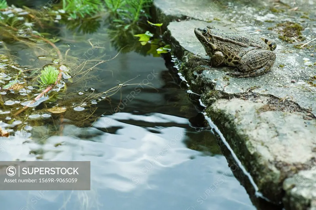 Natterjack toad sitting by water