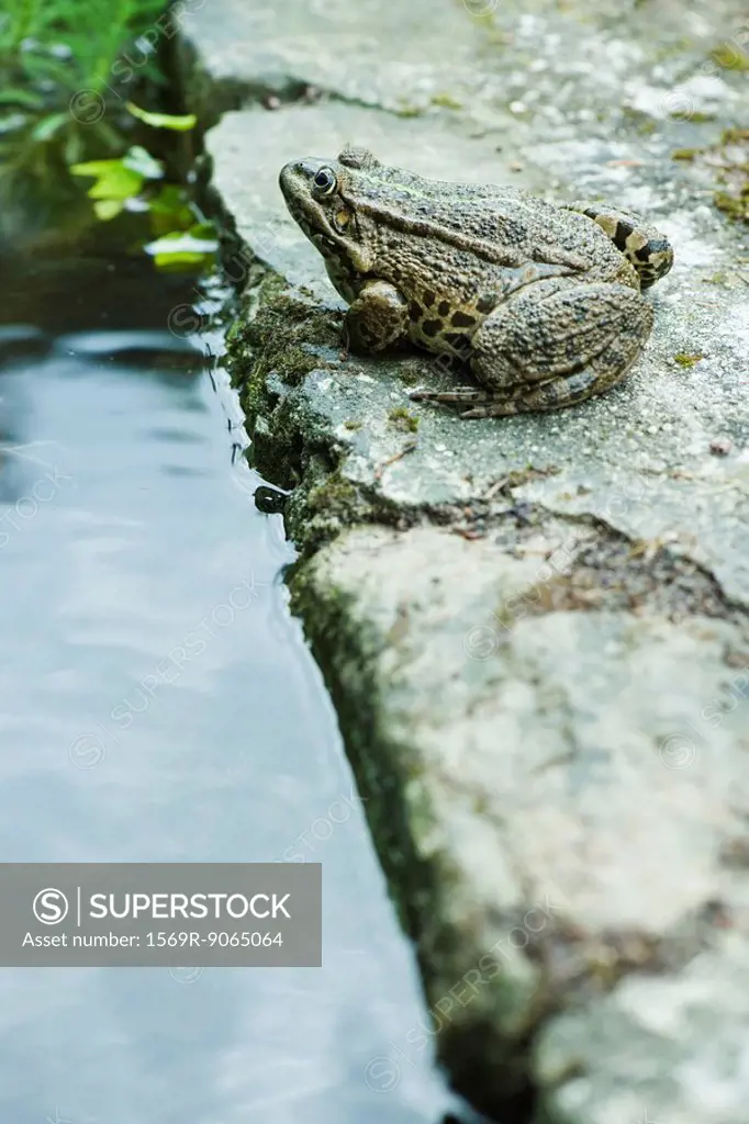 Natterjack toad sitting next to water