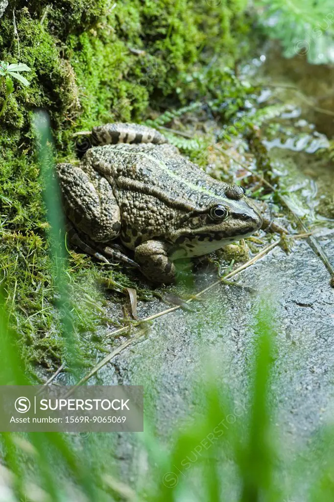 Natterjack toad crouched on moss by mud