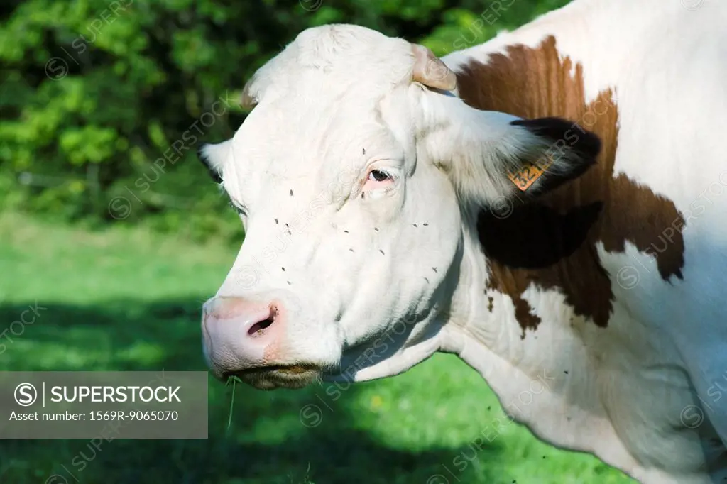 Cow, close-up