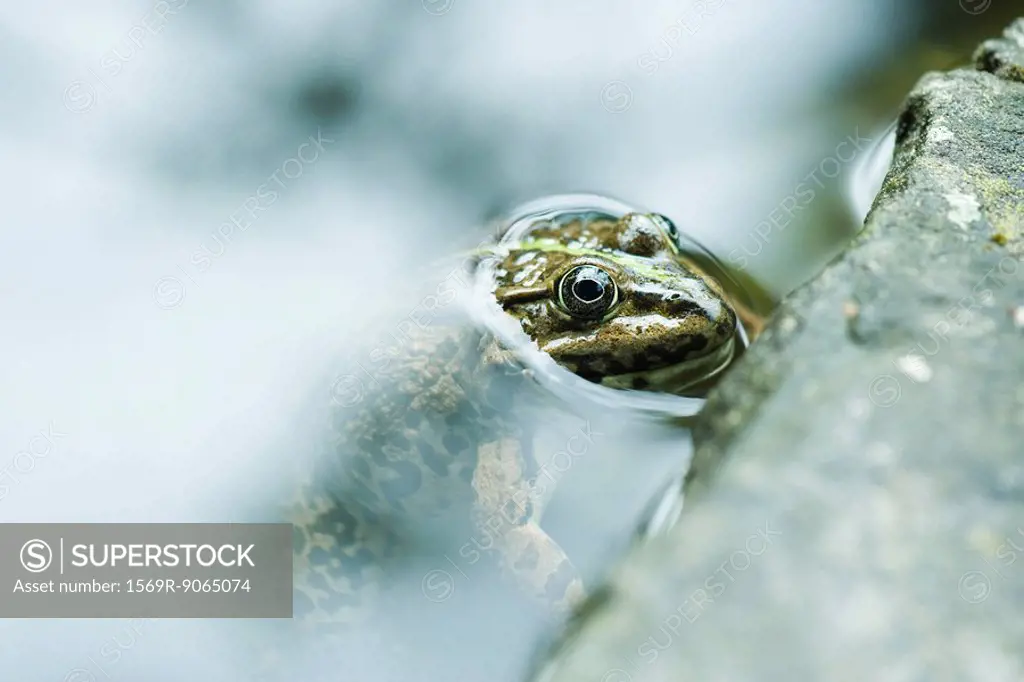 Natterjack toad emerging from water