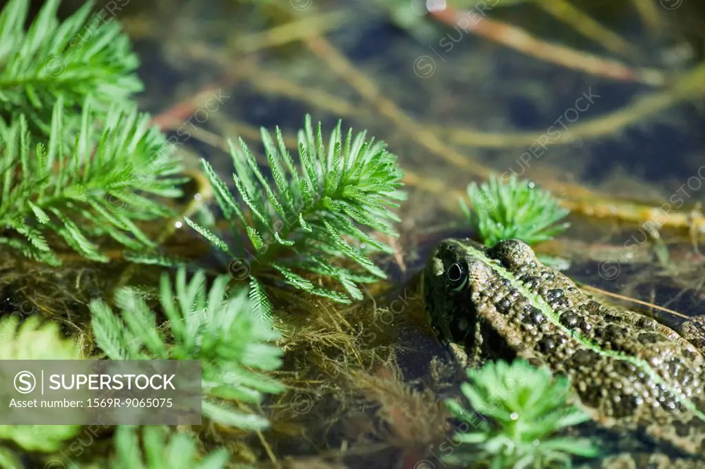Natterjack toad swimming by parrotfeather plants