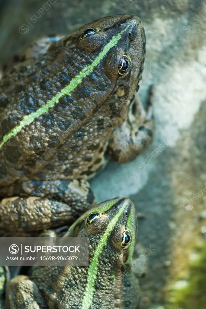 Natterjack toads, directly above